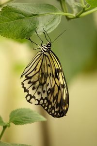 Preview wallpaper butterfly, insect, leaf, macro, green