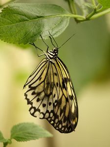 Preview wallpaper butterfly, insect, leaf, macro, green