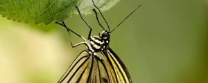 Preview wallpaper butterfly, insect, leaf, macro, green