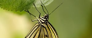 Preview wallpaper butterfly, insect, leaf, macro, green