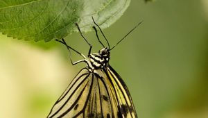 Preview wallpaper butterfly, insect, leaf, macro, green