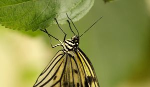 Preview wallpaper butterfly, insect, leaf, macro, green