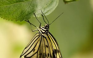 Preview wallpaper butterfly, insect, leaf, macro, green