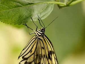 Preview wallpaper butterfly, insect, leaf, macro, green