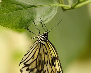 Preview wallpaper butterfly, insect, leaf, macro, green