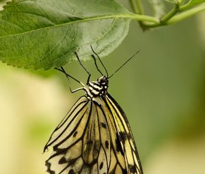 Preview wallpaper butterfly, insect, leaf, macro, green