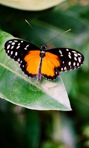 Preview wallpaper butterfly, insect, leaf, plant, macro