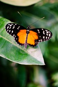 Preview wallpaper butterfly, insect, leaf, plant, macro