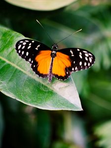 Preview wallpaper butterfly, insect, leaf, plant, macro