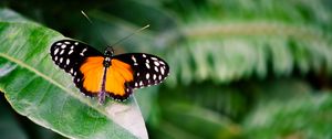 Preview wallpaper butterfly, insect, leaf, plant, macro