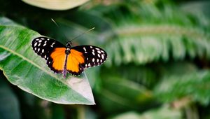 Preview wallpaper butterfly, insect, leaf, plant, macro