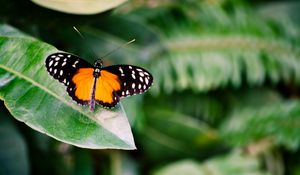 Preview wallpaper butterfly, insect, leaf, plant, macro