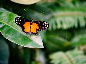 Preview wallpaper butterfly, insect, leaf, plant, macro