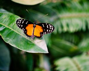 Preview wallpaper butterfly, insect, leaf, plant, macro