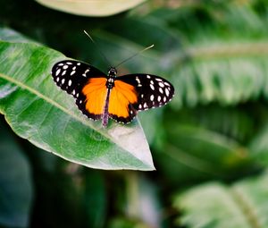 Preview wallpaper butterfly, insect, leaf, plant, macro