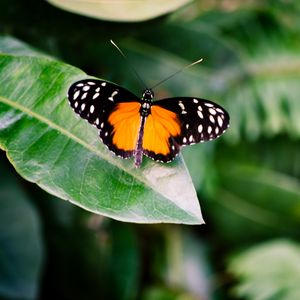 Preview wallpaper butterfly, insect, leaf, plant, macro