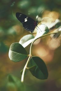 Preview wallpaper butterfly, insect, leaves, stem, macro