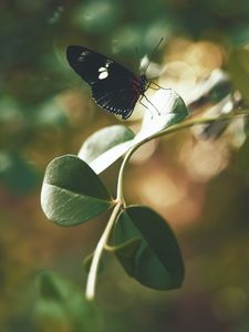 Preview wallpaper butterfly, insect, leaves, stem, macro