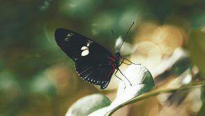 Preview wallpaper butterfly, insect, leaves, stem, macro