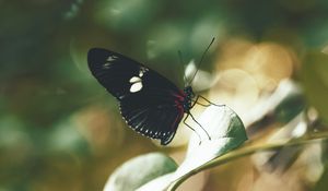 Preview wallpaper butterfly, insect, leaves, stem, macro