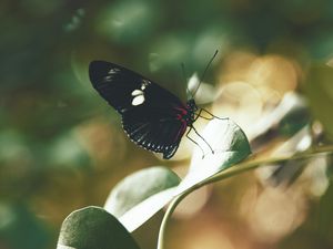 Preview wallpaper butterfly, insect, leaves, stem, macro