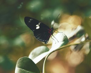 Preview wallpaper butterfly, insect, leaves, stem, macro