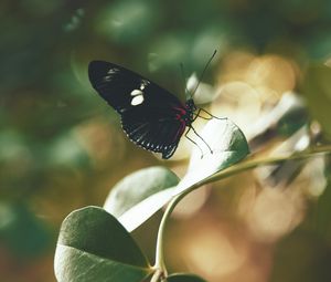 Preview wallpaper butterfly, insect, leaves, stem, macro