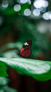 Preview wallpaper butterfly, insect, leaves, macro