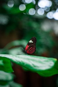 Preview wallpaper butterfly, insect, leaves, macro