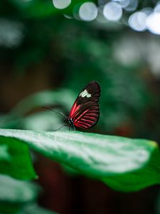 Preview wallpaper butterfly, insect, leaves, macro