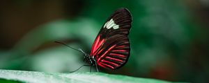 Preview wallpaper butterfly, insect, leaves, macro