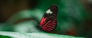 Preview wallpaper butterfly, insect, leaves, macro