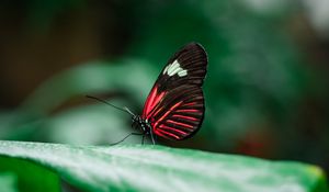 Preview wallpaper butterfly, insect, leaves, macro