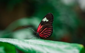 Preview wallpaper butterfly, insect, leaves, macro