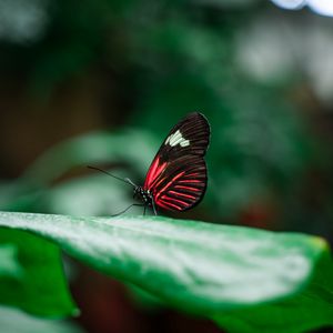 Preview wallpaper butterfly, insect, leaves, macro