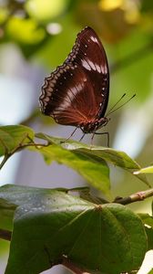 Preview wallpaper butterfly, insect, leaves, branches, macro