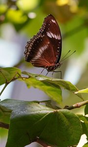 Preview wallpaper butterfly, insect, leaves, branches, macro