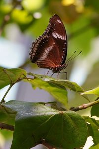 Preview wallpaper butterfly, insect, leaves, branches, macro