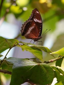 Preview wallpaper butterfly, insect, leaves, branches, macro