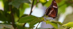 Preview wallpaper butterfly, insect, leaves, branches, macro