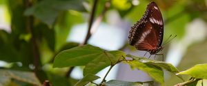 Preview wallpaper butterfly, insect, leaves, branches, macro