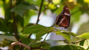 Preview wallpaper butterfly, insect, leaves, branches, macro