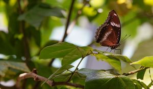 Preview wallpaper butterfly, insect, leaves, branches, macro