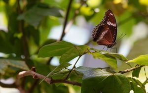 Preview wallpaper butterfly, insect, leaves, branches, macro