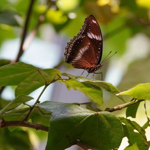 Preview wallpaper butterfly, insect, leaves, branches, macro