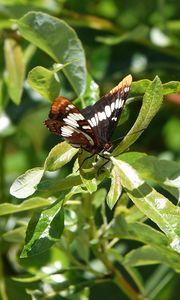 Preview wallpaper butterfly, insect, leaves, green, macro