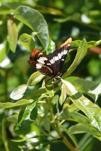 Preview wallpaper butterfly, insect, leaves, green, macro