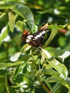 Preview wallpaper butterfly, insect, leaves, green, macro