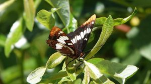 Preview wallpaper butterfly, insect, leaves, green, macro