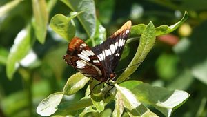 Preview wallpaper butterfly, insect, leaves, green, macro